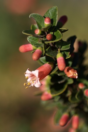 Australian Fuchsia